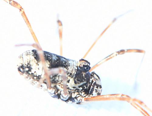 Megabunus vignai